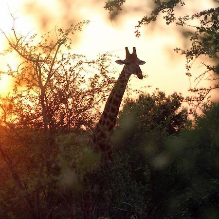 Mtomeni Safari Camp Ξενοδοχείο Phalaborwa Εξωτερικό φωτογραφία