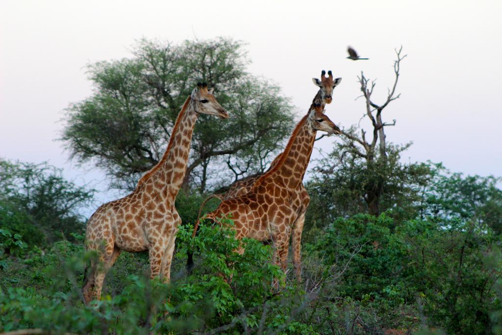 Mtomeni Safari Camp Ξενοδοχείο Phalaborwa Εξωτερικό φωτογραφία