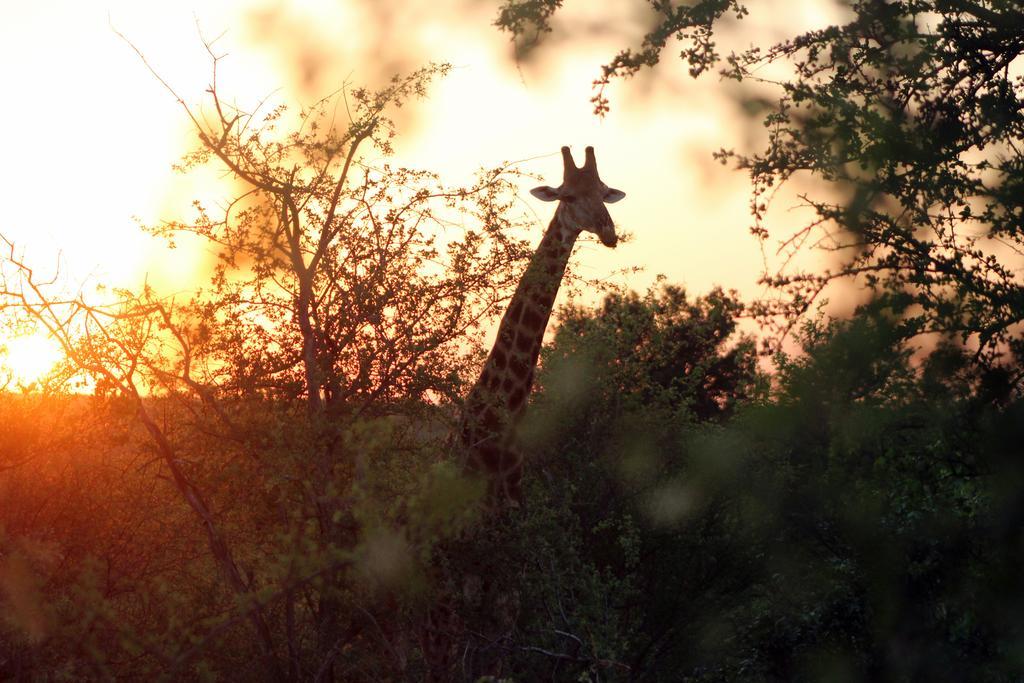 Mtomeni Safari Camp Ξενοδοχείο Phalaborwa Εξωτερικό φωτογραφία